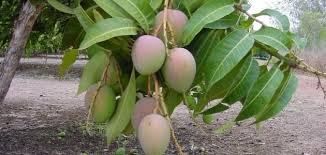 زراعة المانجو