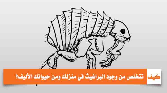 التخلص من البراغيث طرق منزلية للتخلص من البراغيث