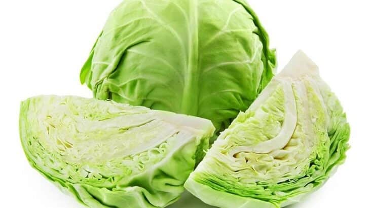 زراعة الكرنب بالخطوات زراعة الكرنب بالخطوات