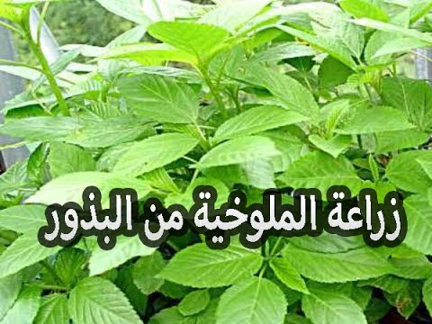 كيفية زراعة نبات الملوخية كيفية زراعة نبات الملوخية