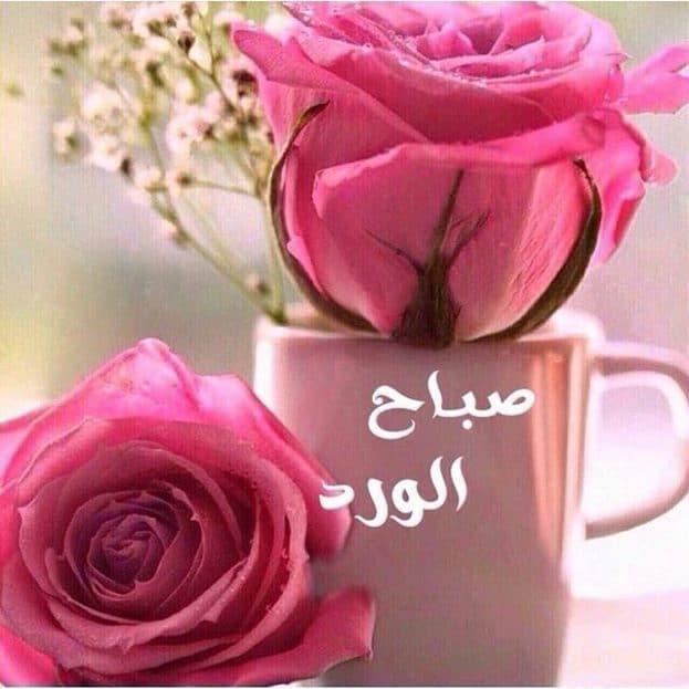 صباح الورد صباح الورد