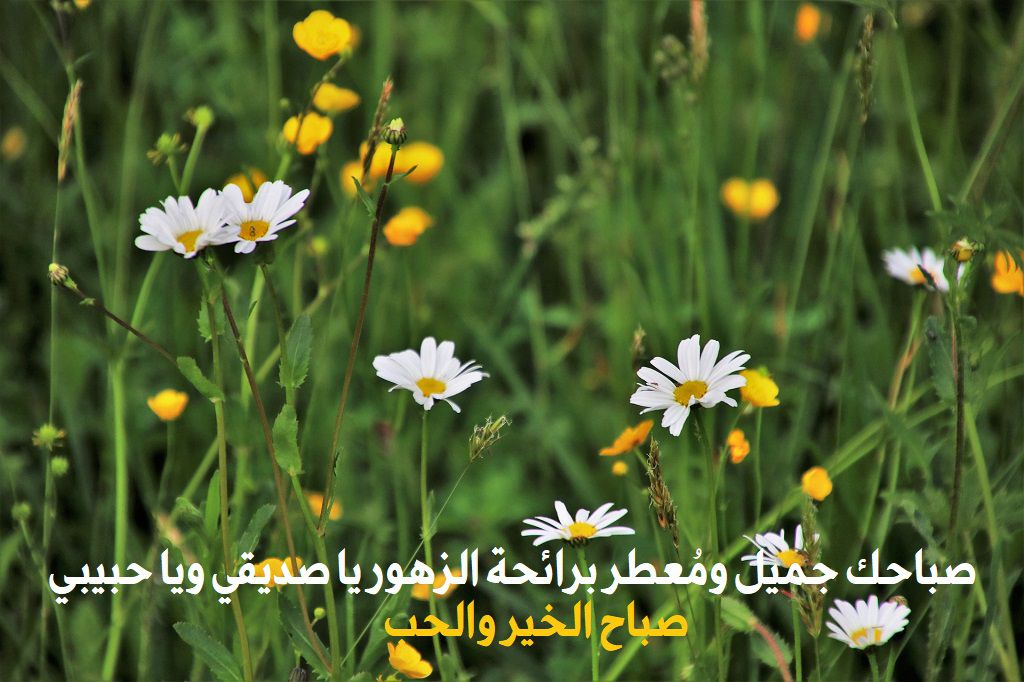 صباحك جميل ومعطر برائحة الزهور يا صديقي ويا حبيبي صباح الخير والحب صباحك جميل ومعطر برائحة الزهور يا صديقي ويا حبيبي صباح الخير والحب