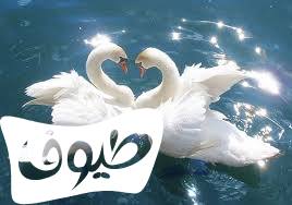 اجمل الصور المعبرة عن الوفاء الحقيقي والاخلاص والحب اجمل الصور المعبرة عن الوفاء الحقيقي والاخلاص والحب