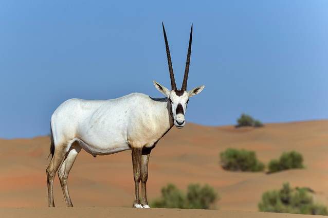 المها العربي المها العربي